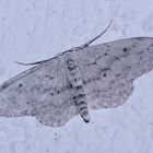 (1) Der Graue Zwergspanner (Idaea seriata) ...