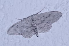 (1) Der Graue Zwergspanner (Idaea seriata) ...