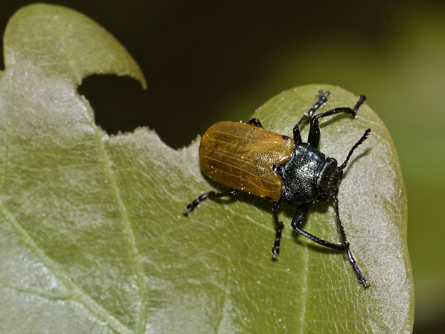 (1) Der Große Ameisenblattkäfer (Labidostomis humeralis)