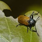 (1) Der Große Ameisenblattkäfer (Labidostomis humeralis)