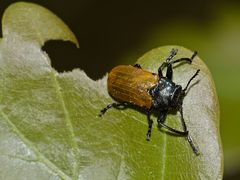 (1) Der Große Ameisenblattkäfer (Labidostomis humeralis)