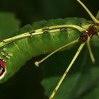 (1) Der Große Gabelschwanz (Cerura vinula), - ...