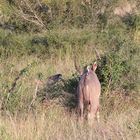 (1) Der Große Kudu (Strepsiceros strepsiceros, früher Tragelaphus strepsiceros strepsiceros) ...