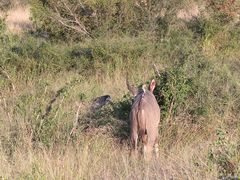 (1) Der Große Kudu (Strepsiceros strepsiceros, früher Tragelaphus strepsiceros strepsiceros) ...