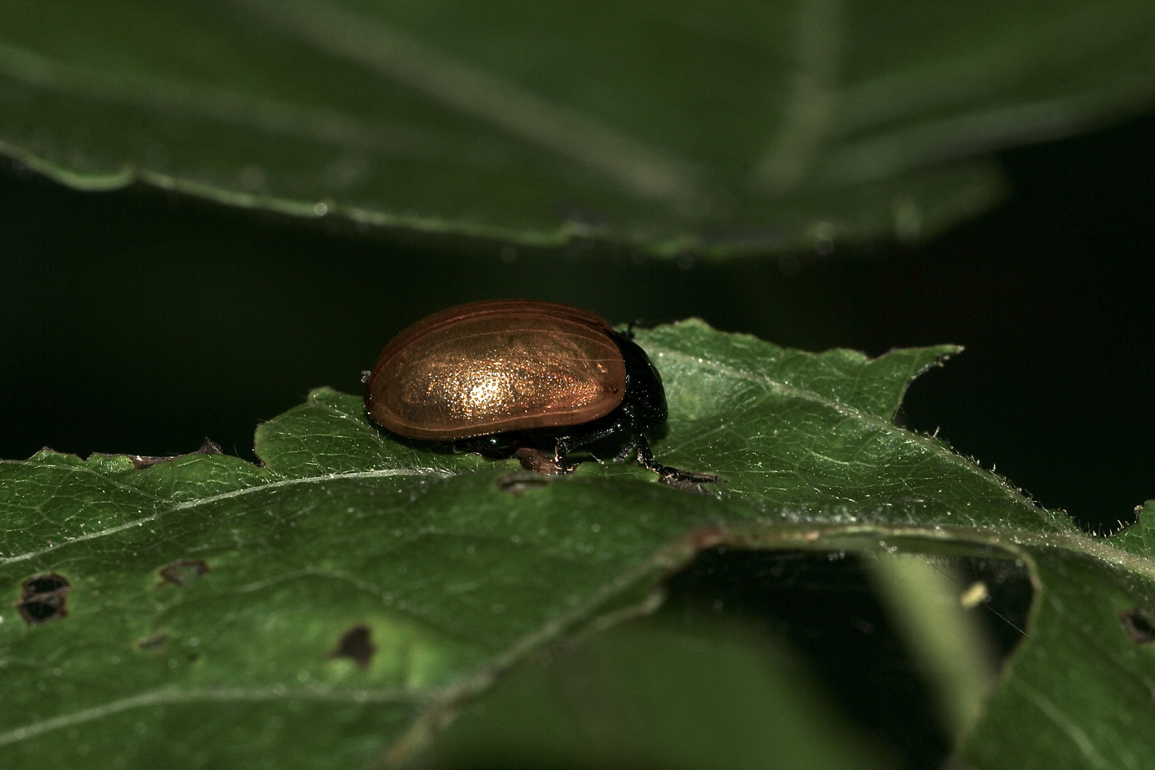 (1) Der Große Pappelblattkäfer (Chrysomela populi) ...