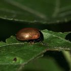 (1) Der Große Pappelblattkäfer (Chrysomela populi) ...