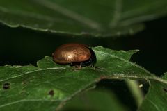 (1) Der Große Pappelblattkäfer (Chrysomela populi) ...