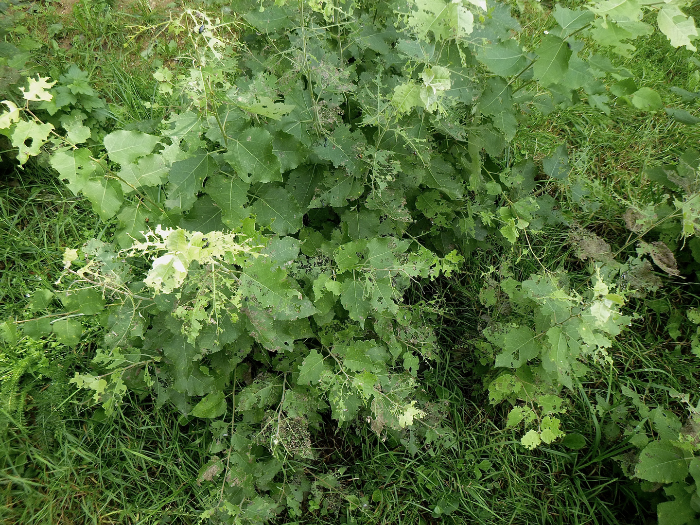 (1) DER GROSSE PAPPELBLATTKÄFER (CHRYSOMELA POPULI)