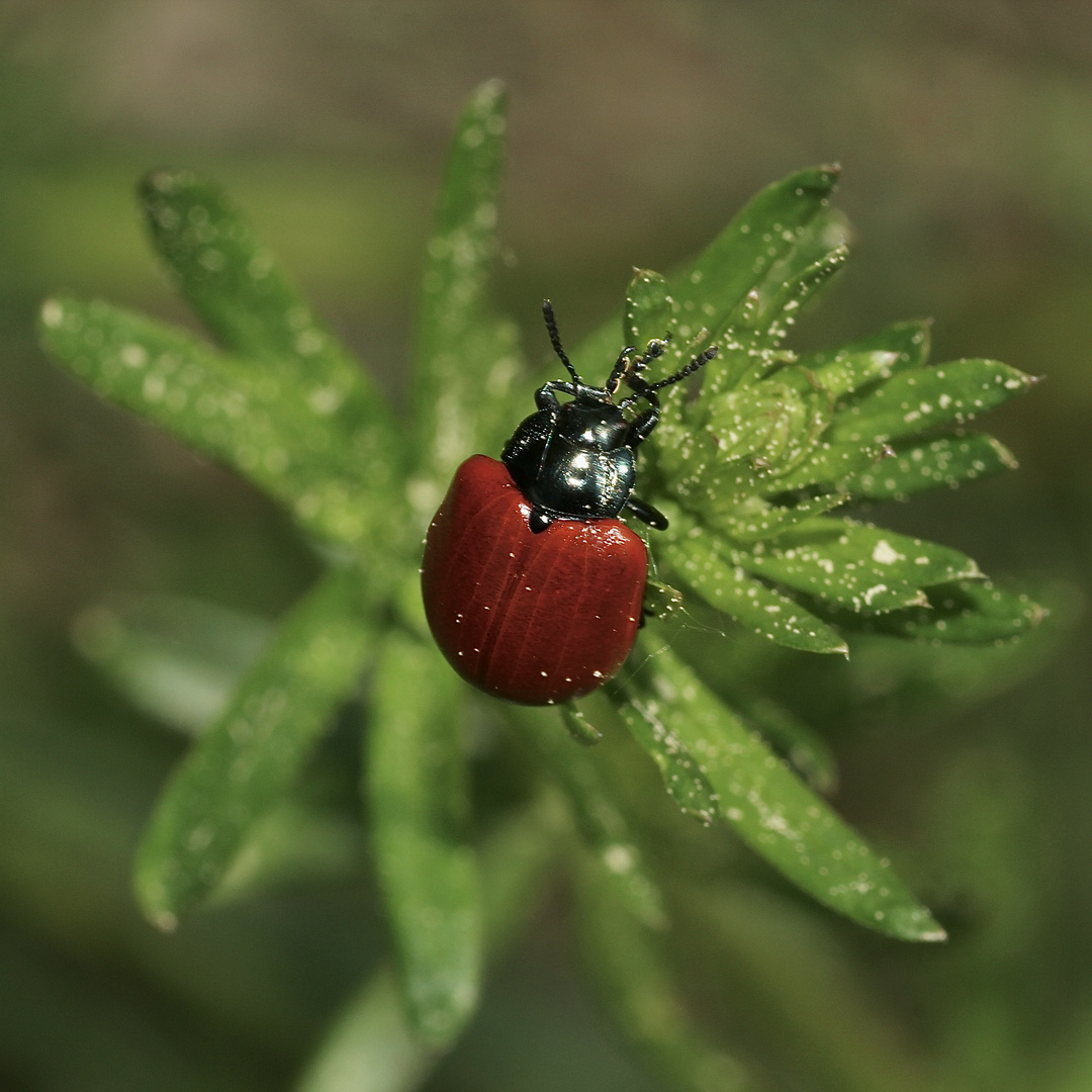 (1) Der Große Pappelblattkäfer (Chrysomela populi) ...