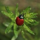 (1) Der Große Pappelblattkäfer (Chrysomela populi) ...