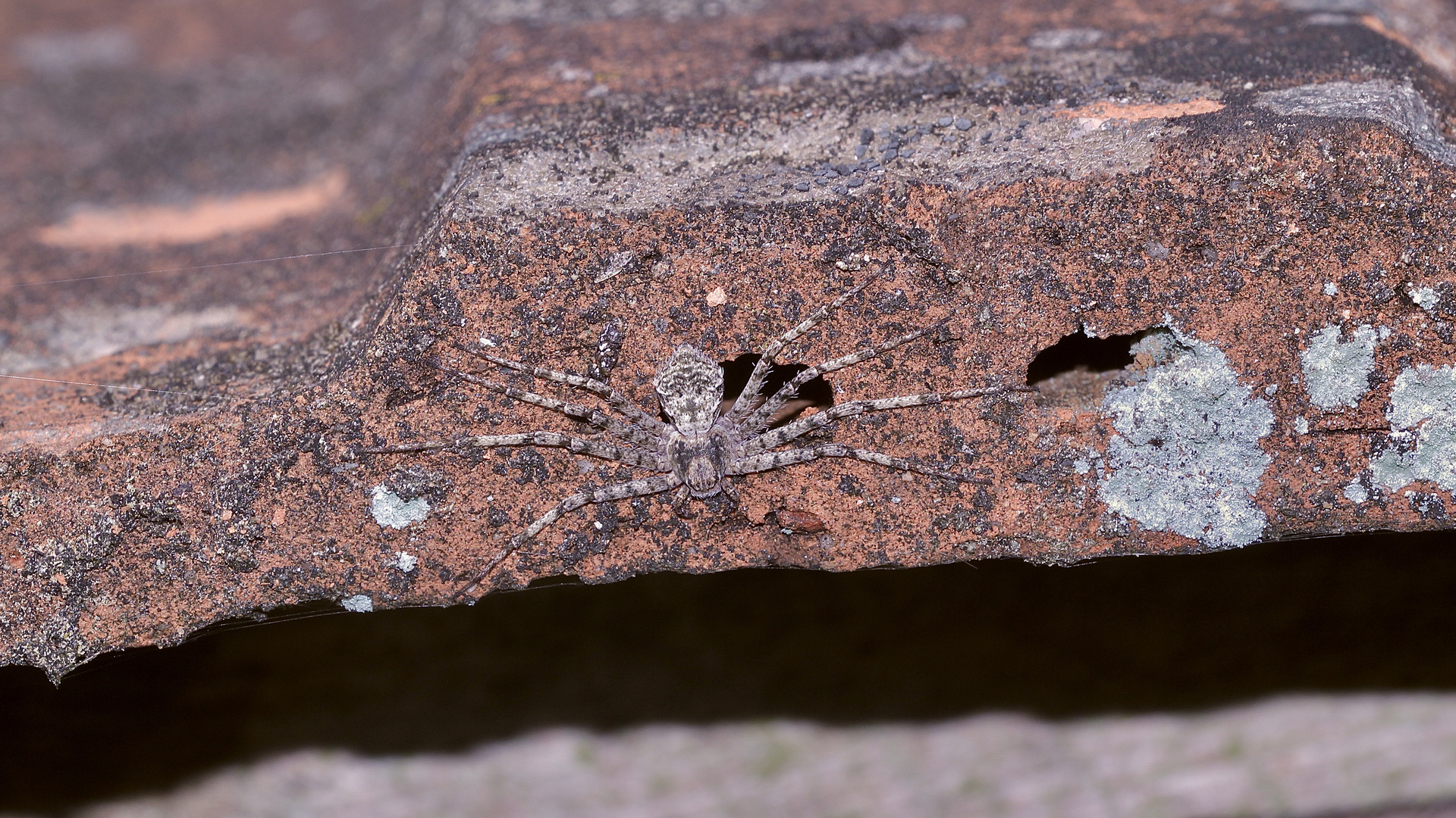 (1) Der Große Rinden-Flachstrecker (Philodromus margaritatus)