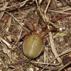 (1) Der Grüne Dornfinger (Cheiracanthium virescens)