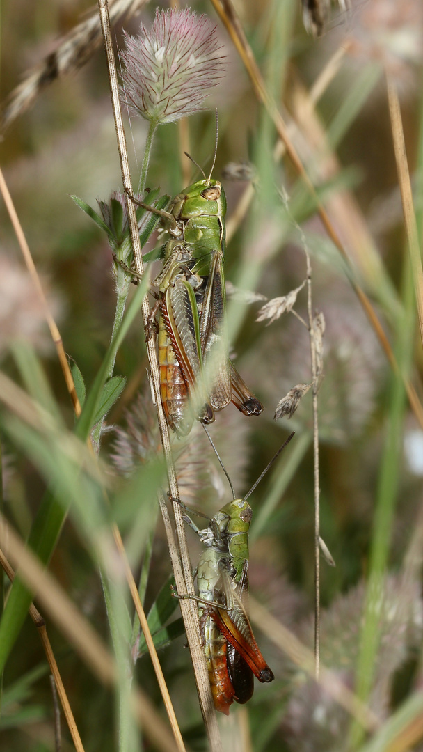 (1) Der HEIDE-GRASHÜPFER (STENOBOTHRUS LINEATUS) ist (noch) häufig.