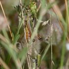 (1) Der HEIDE-GRASHÜPFER (STENOBOTHRUS LINEATUS) ist (noch) häufig.