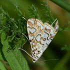 (1) Der hübsche Seerosen- = Laichkrautzünsler (Elophila nymphaeata)