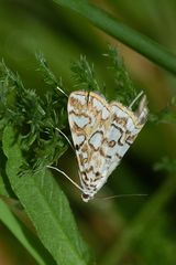 (1) Der hübsche Seerosen- = Laichkrautzünsler (Elophila nymphaeata)