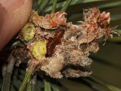 (1) Der Kiefern-Harzgallenwickler (Retinia resinella)