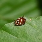 (1) Der Kiefernwipfel-Marienkäfer (Myrrha octodecimguttata) ...