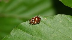 (1) Der Kiefernwipfel-Marienkäfer (Myrrha octodecimguttata) ...