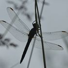 (1) Der Kleine Blaupfeil (Orthetrum coerulescens)