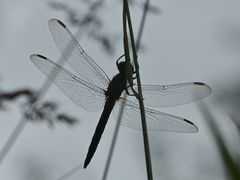 (1) Der Kleine Blaupfeil (Orthetrum coerulescens)