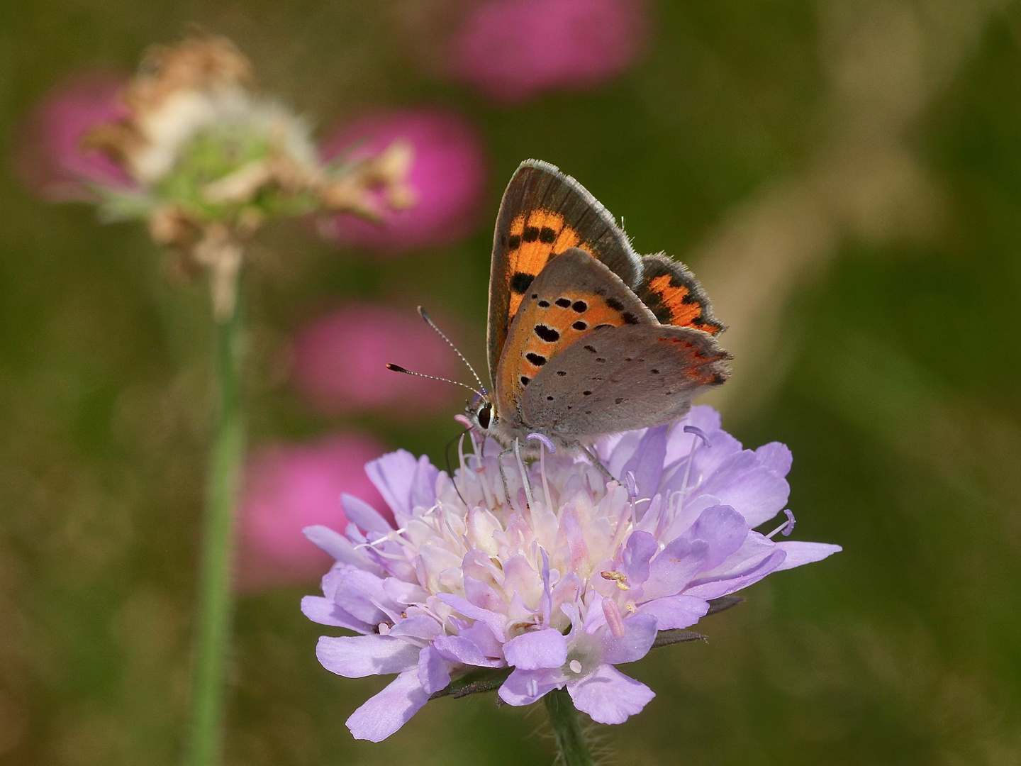 (1) Der Kleine Feuerfalter (Lycaena phlaeas) und seine Eiablage