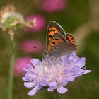 (1) Der Kleine Feuerfalter (Lycaena phlaeas) und seine Eiablage