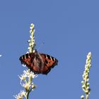 (1) der 'Kleine Fuchs' (Aglais urticae)...