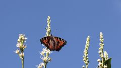 (1) der 'Kleine Fuchs' (Aglais urticae)...