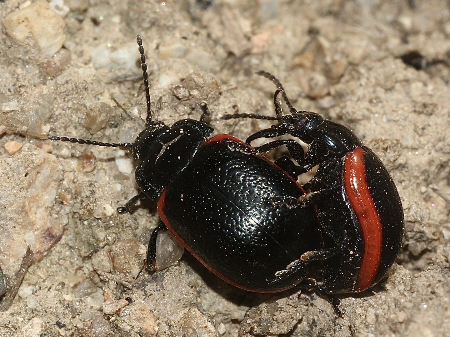 (1) Der Kleine Leinkraut-Blattkäfer (Chrysolina sanguinolenta) ...