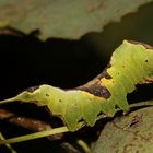 (1) Der Kleine oder Espen-Gabelschwanz (Furcula bifida)