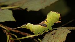 (1) Der Kleine oder Espen-Gabelschwanz (Furcula bifida)