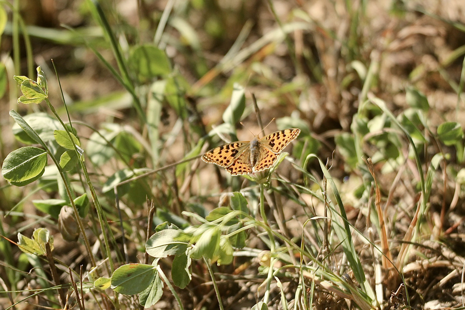 (1) Der Kleine Perlmuttfalter (Issoria lathonia) - ...