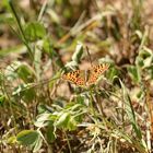 (1) Der Kleine Perlmuttfalter (Issoria lathonia) - ...