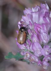 (1) Der Langarm-Ameisenblattkäfer (Labidostomis longimana) ...