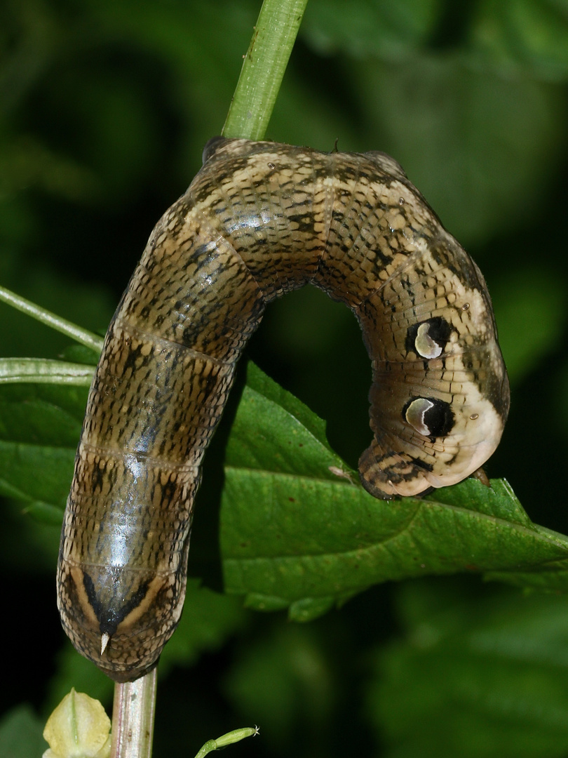 (1) Der MITTLERE WEINSCHWÄRMER (DEILEPHILA ELPENOR) ...