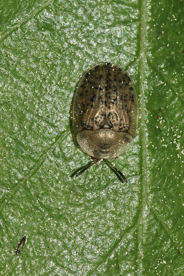 (1) Der Neblige oder Nebel-Schildkäfer (Cassida nebulosa) ...