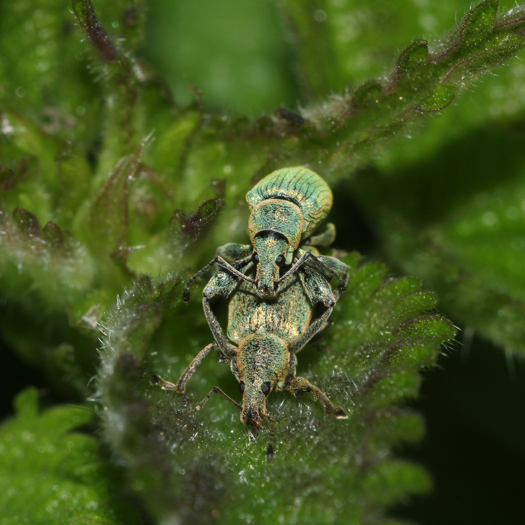 (1) Der Nessel-Blattrüßler (Phyllobius pomaceus = urticae) ...