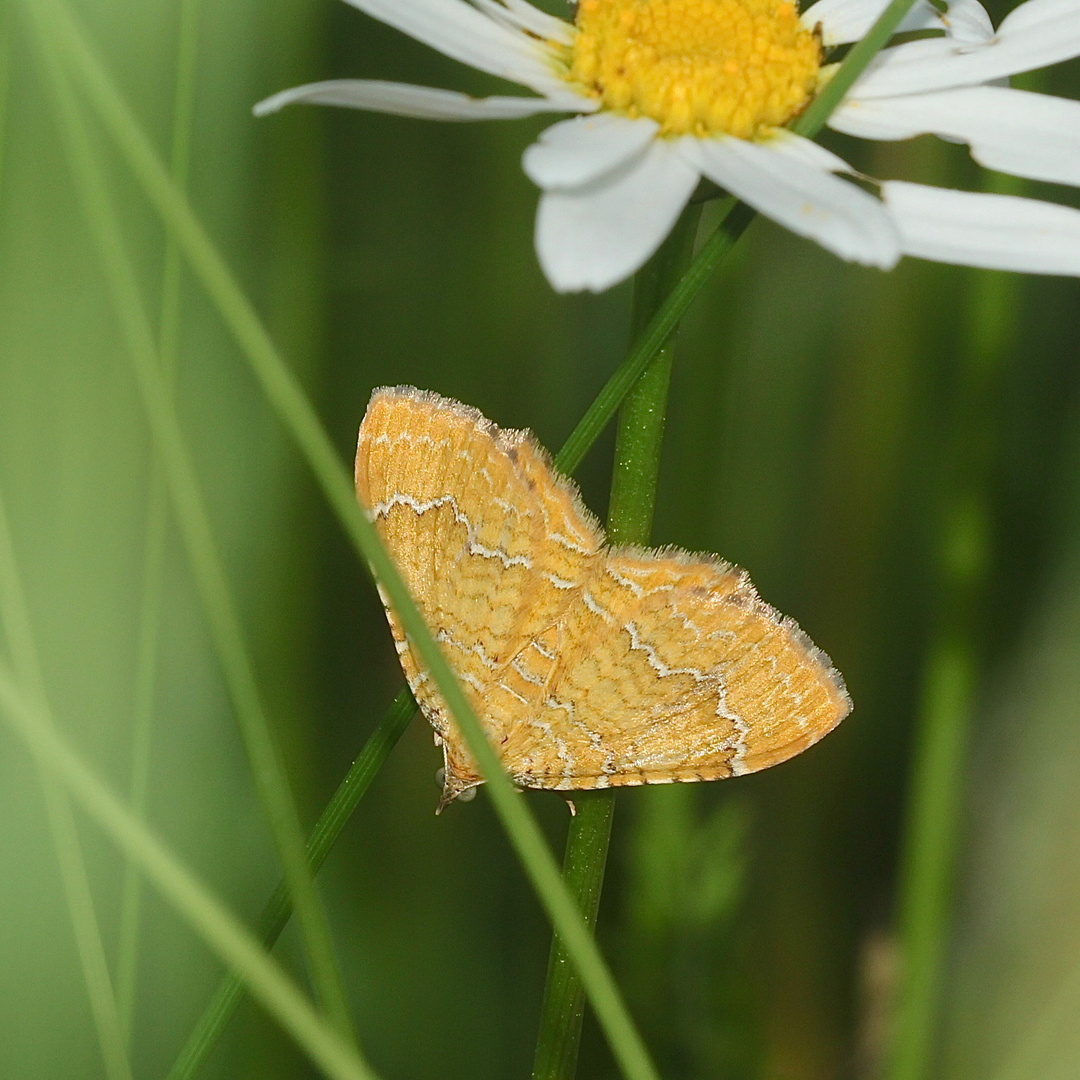 (1) Der Ockergelbe Blattspanner (Camptogramma bilineata) ...