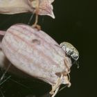 (1) Der Pechnelkenrüßler (Sibinia viscariae) - ...
