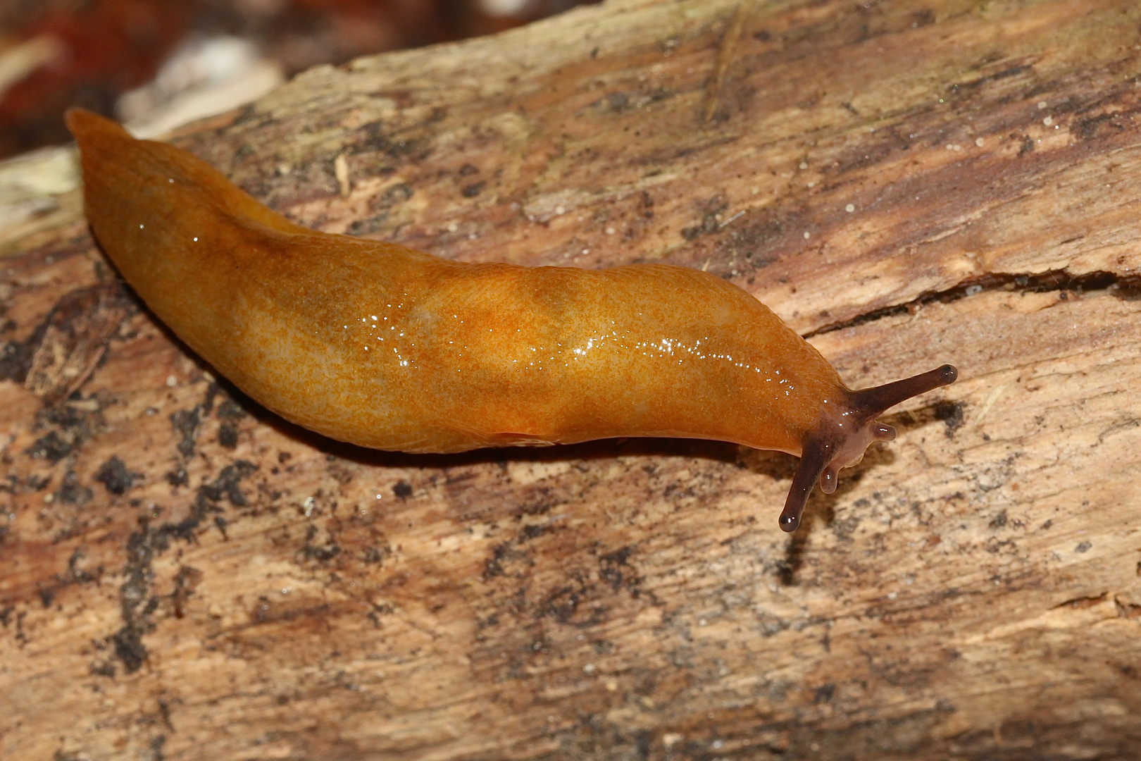 (1) Der Pilzschnegel (Malacolimax tenellus)