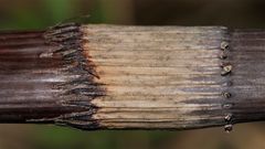 (1) Der Riesenschachtelhalm (Equisetum telmateia), vorjähriger Stamm