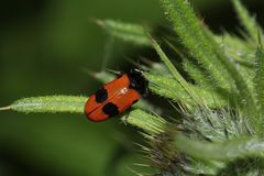 (1) Der Rote Ameisen-Blattkäfer oder Ameisen-Sackkäfer (Clytra laeviuscula)