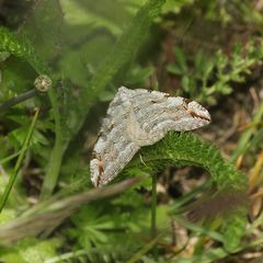 (1) Der Sandheiden-Johanniskrautspanner (Aplocera efformata)