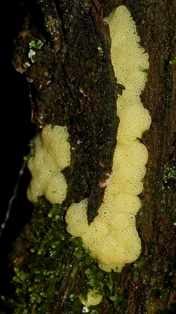 (1) Der Schleim"pilz" CERATOMYXIA FRUTICULOSA und seine Entwicklung