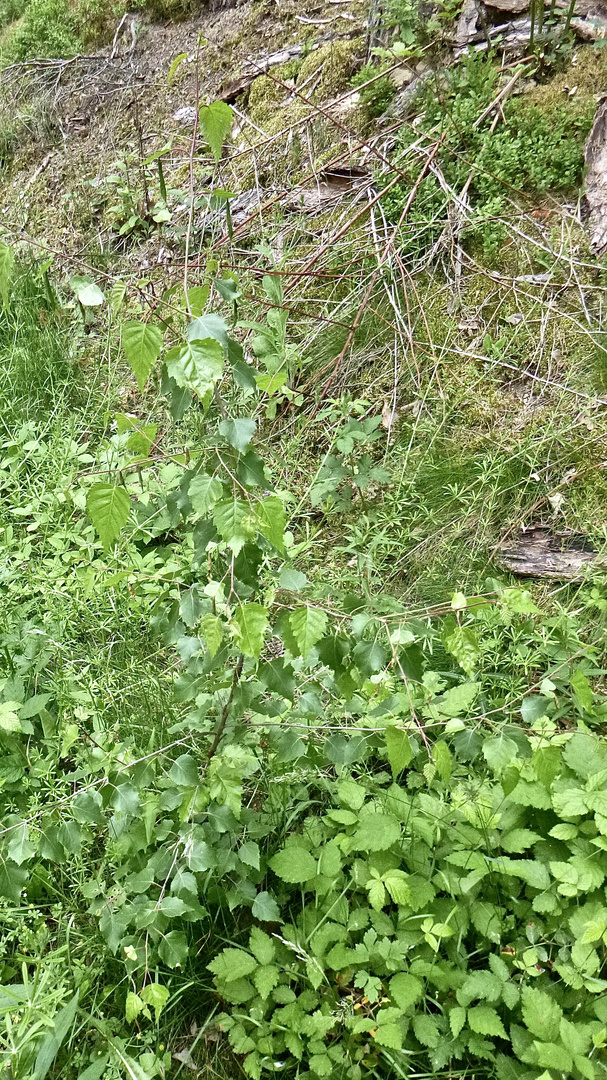 (1) Der Schwarze Birkenblattroller (Deporaus betulae)