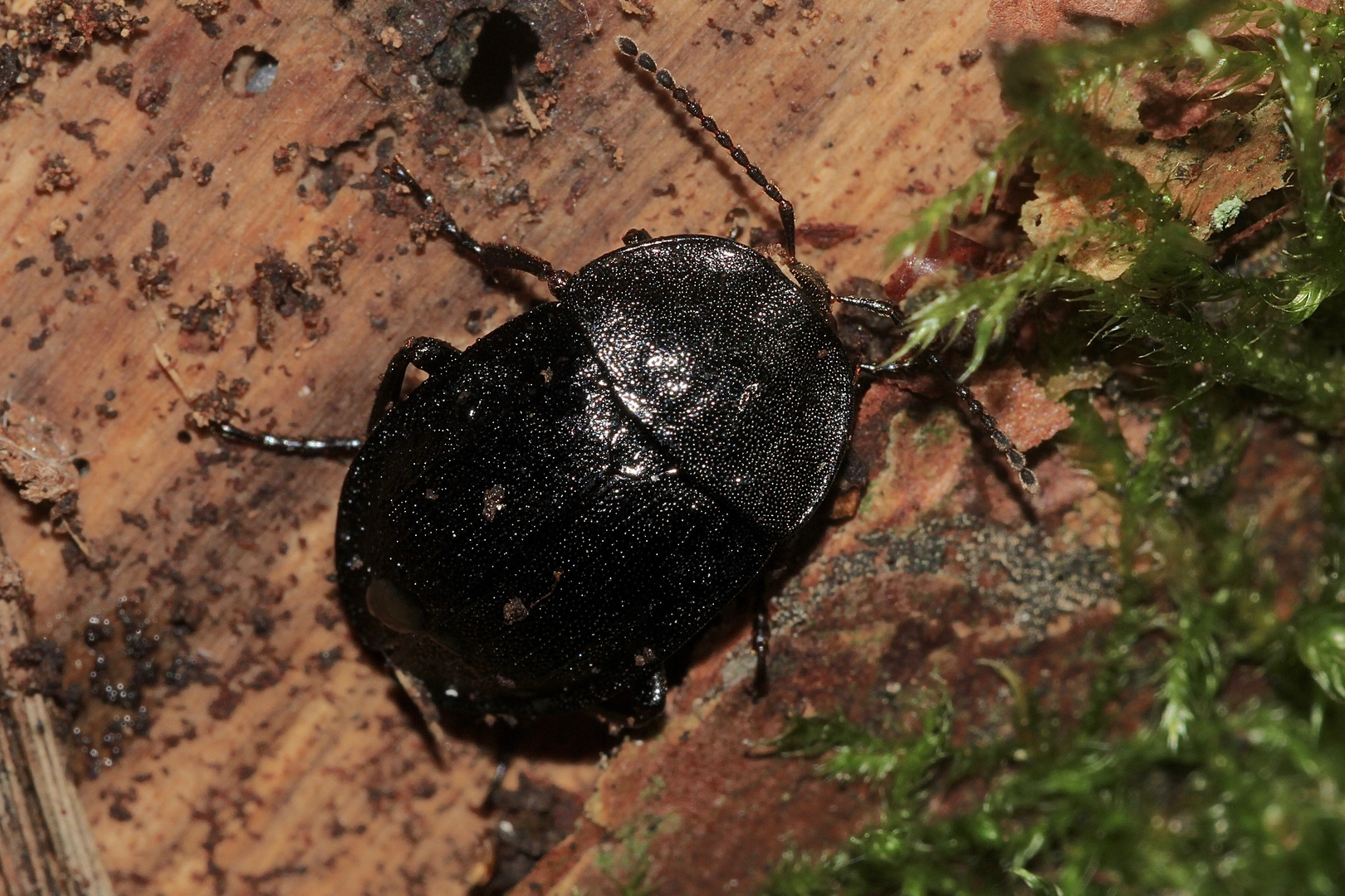 (1) Der Schwarze Schneckenjäger (Phosphuga atrata) ...