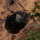 (1) Der Schwarze Schneckenjäger (Phosphuga atrata) ...