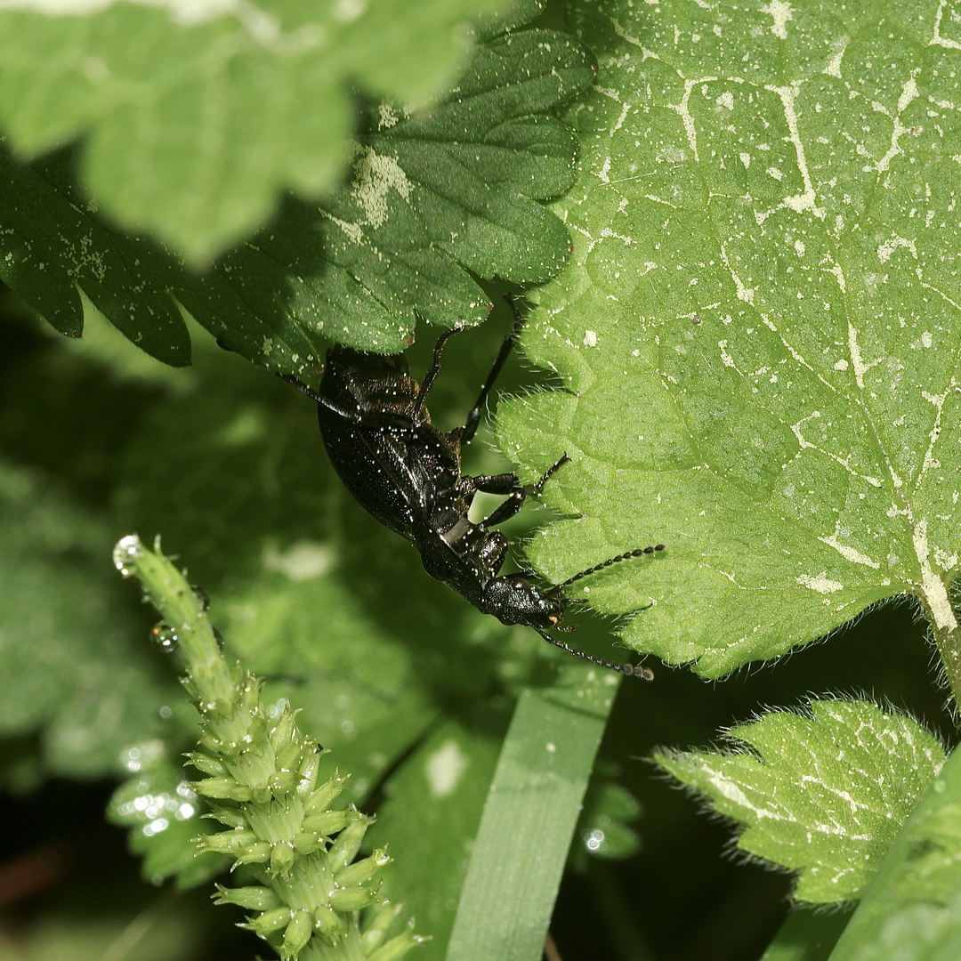 (1) Der Schwarze Schneckenjäger (Phosphuga atrata) ...