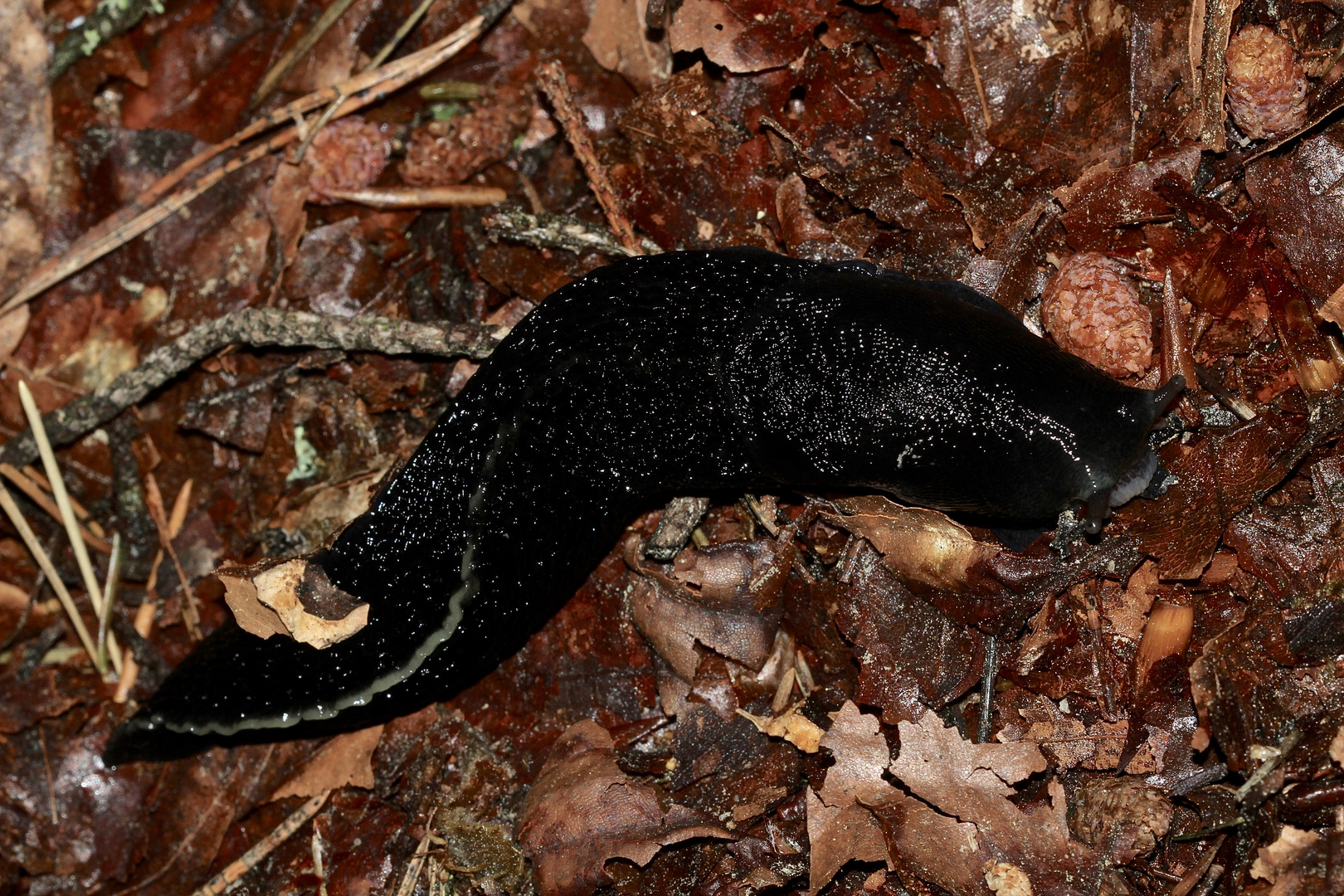 (1) Der Schwarze Schnegel (Limax cinereoniger)